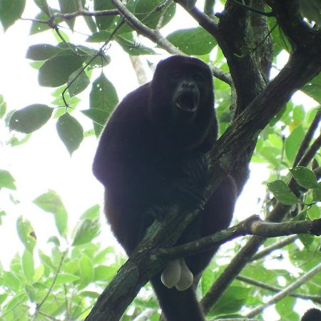 Selva Color - Forest & Beach Ecolodge Quebrada Ganado 외부 사진