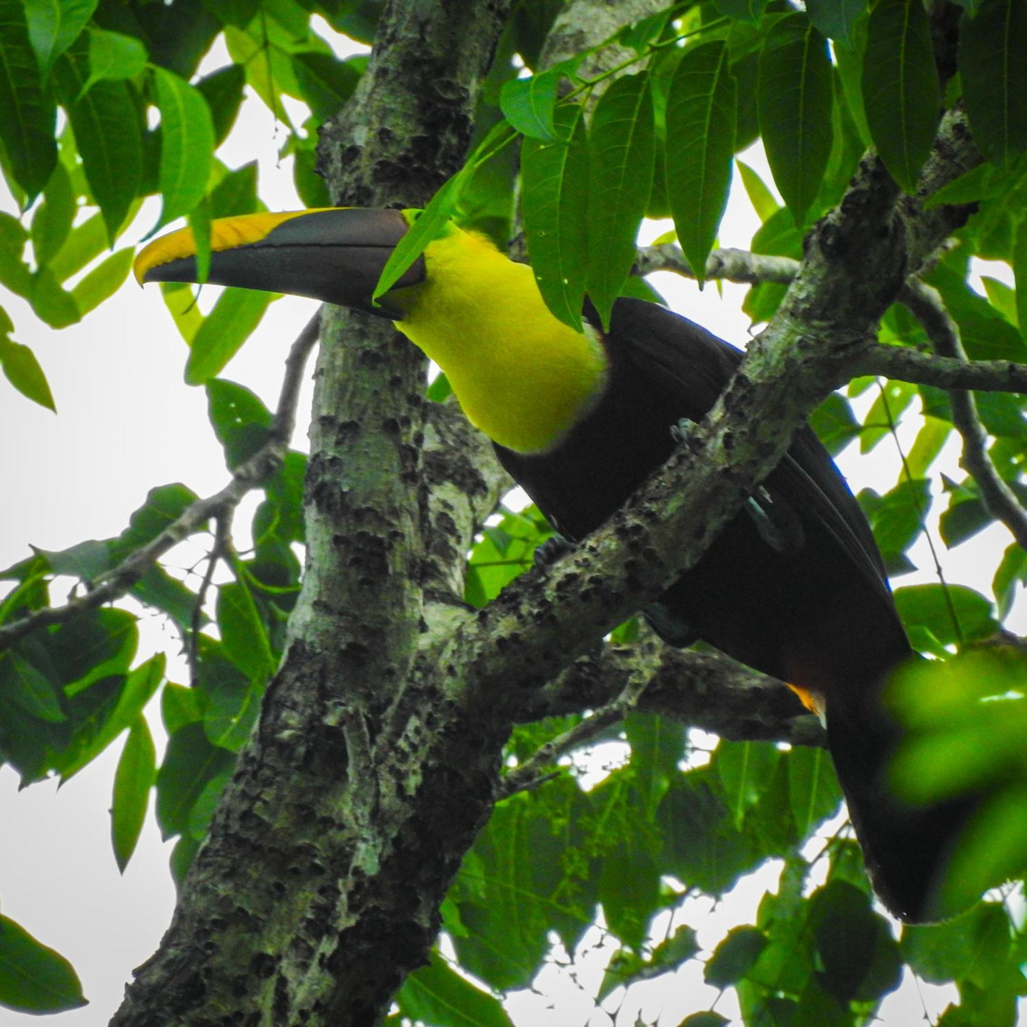 Selva Color - Forest & Beach Ecolodge Quebrada Ganado 외부 사진