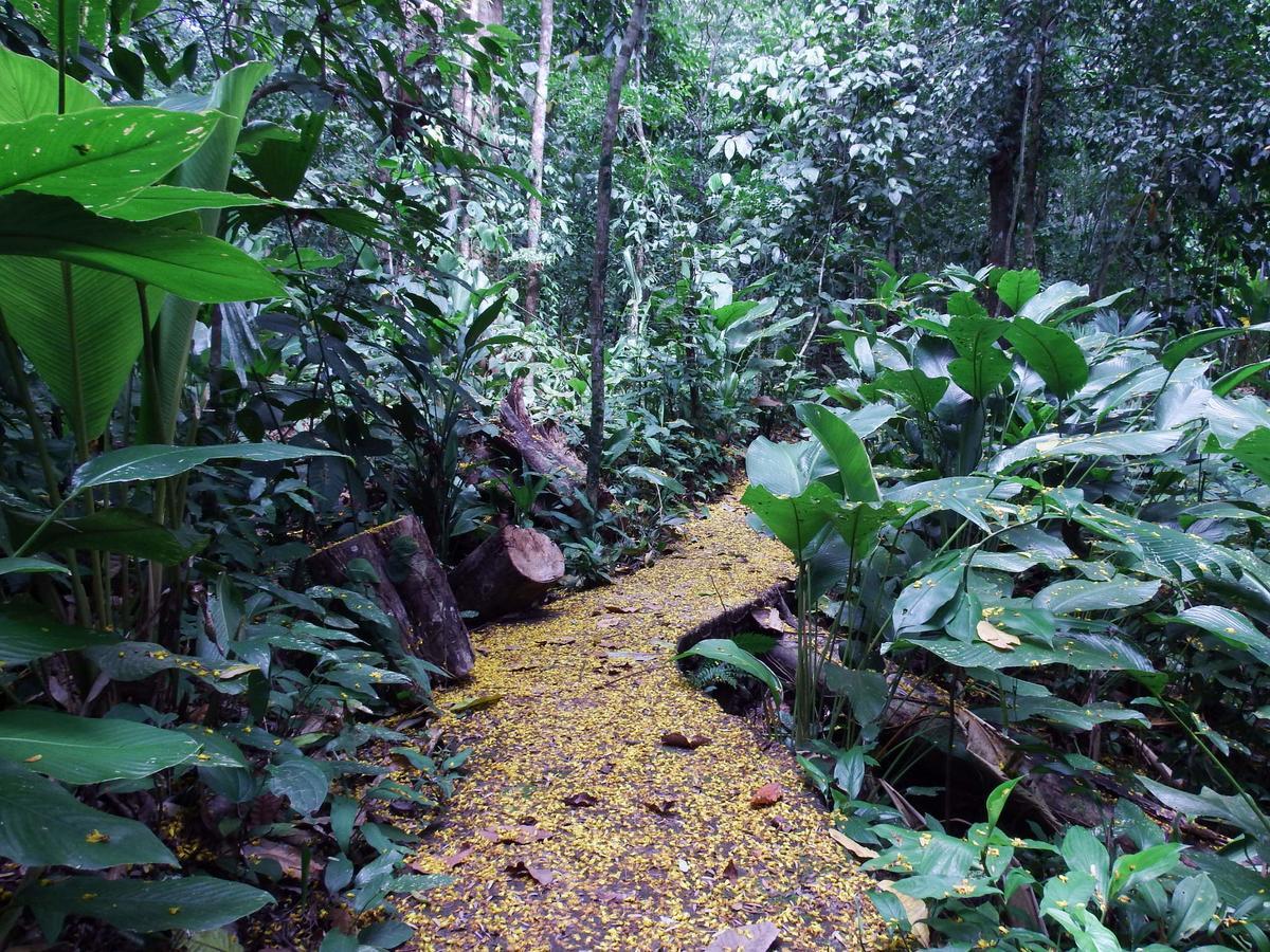 Selva Color - Forest & Beach Ecolodge Quebrada Ganado 외부 사진