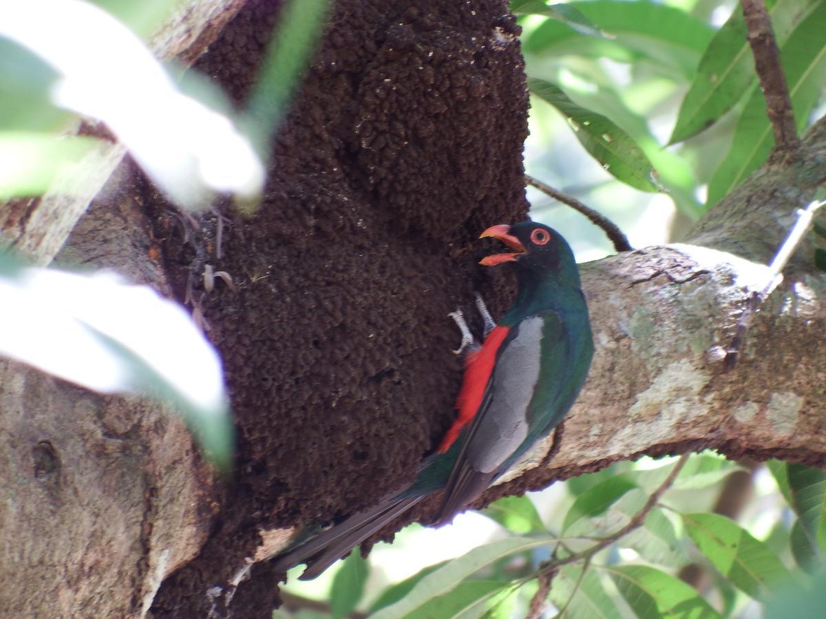 Selva Color - Forest & Beach Ecolodge Quebrada Ganado 외부 사진